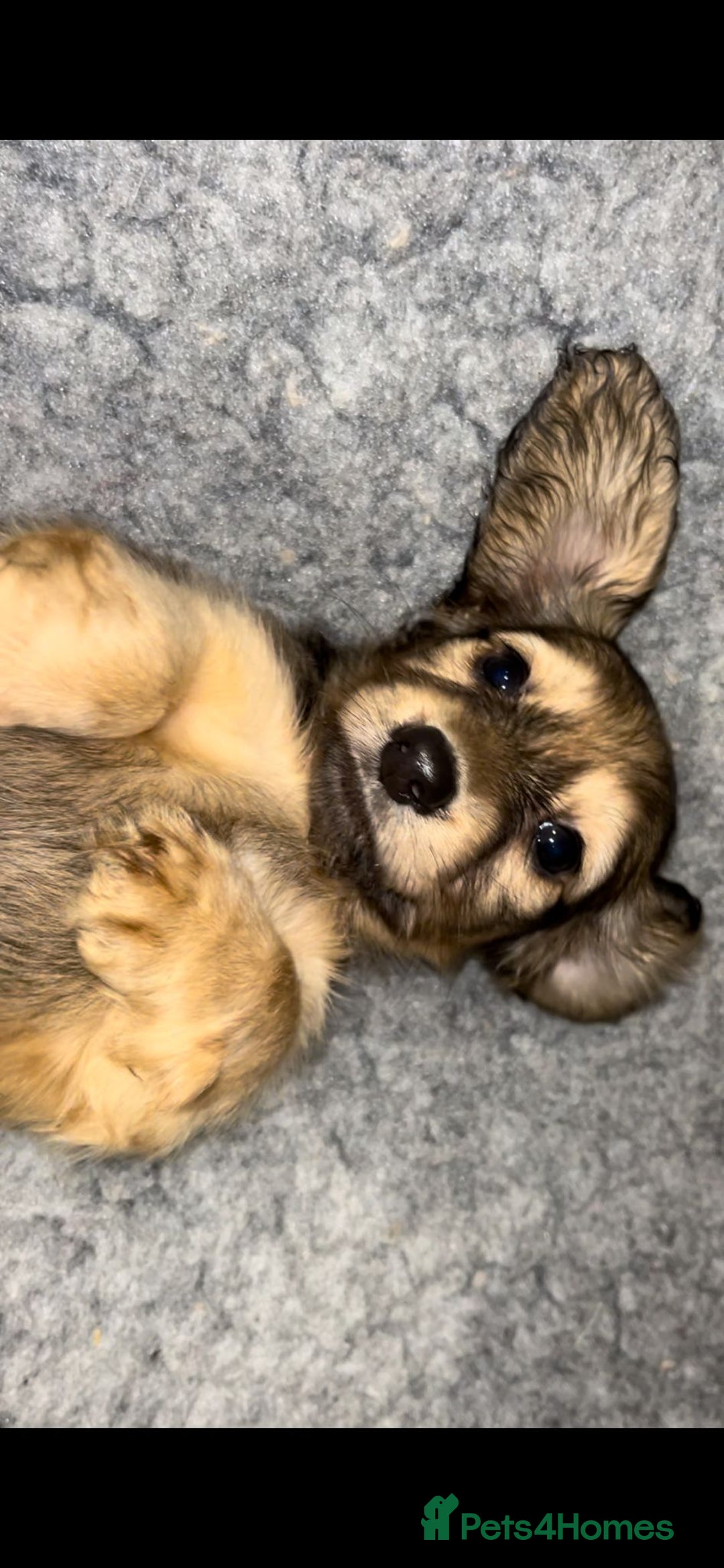 Miniature Dachshund dogs for stud: KC Reg• Cream Longhaired Stud• Fully Health Tested - Image 7