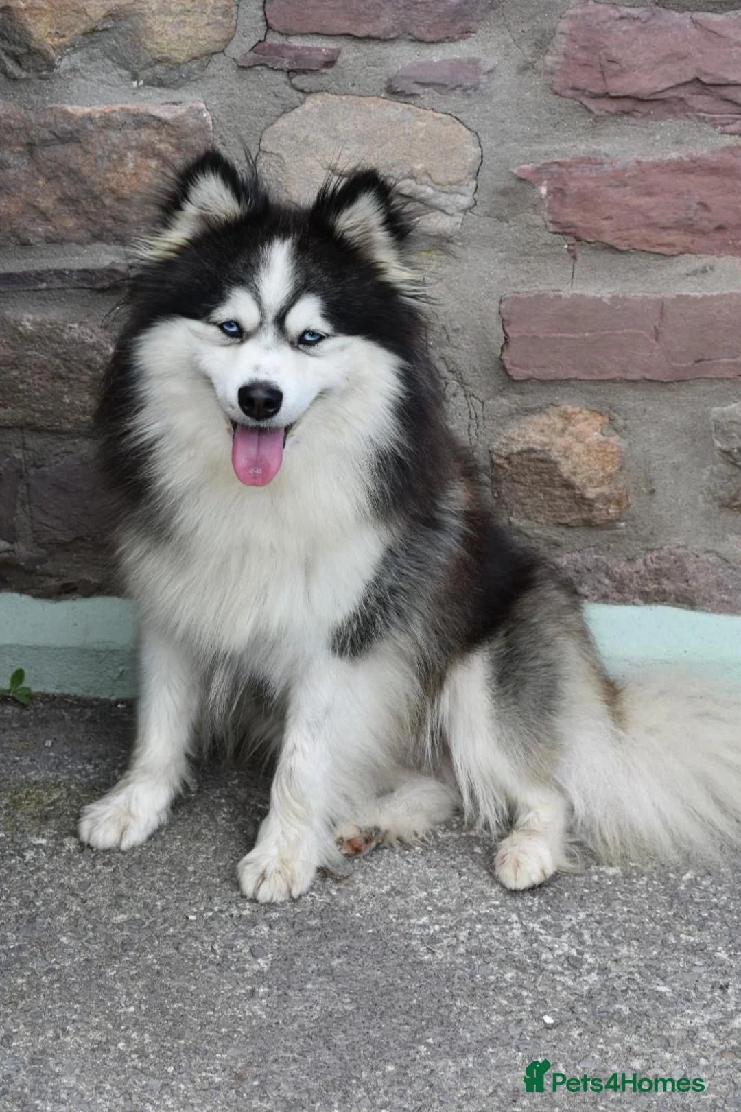 Pomsky dogs for stud: American Import blue eyed F3 Pomsky Bb/Dd in Ammanford - Advert 3