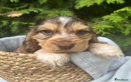 Cocker Spaniel dogs for sale: GORGEOUS SHOW TYPE SABLES COCKER SPANIAL PUPPIES - Image 4