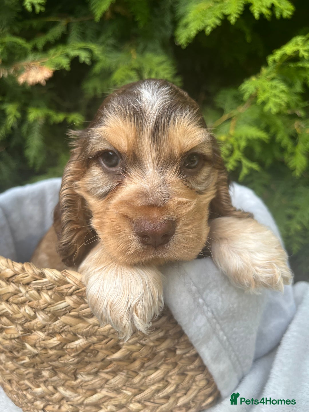 Cocker Spaniel dogs for sale: GORGEOUS SHOW TYPE SABLES COCKER SPANIAL PUPPIES - Image 4
