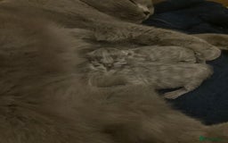 British Shorthair cats for sale: 💙❤️ British shorthair 💙❤️ - Advert 6