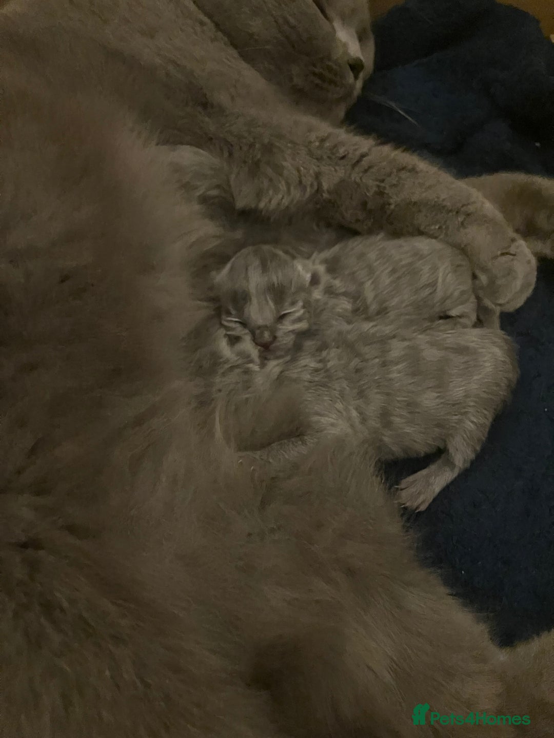 British Shorthair cats for sale: 💙❤️ British shorthair 💙❤️ - Advert 6