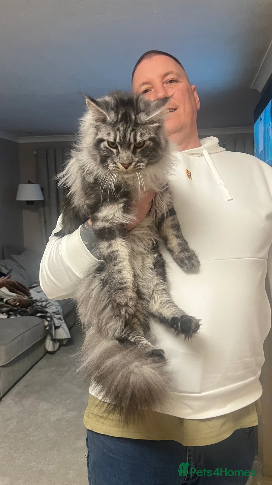 Maine Coon cats for stud: TICA/GCCF stud available + kittens available  in Brighouse - Advert 10