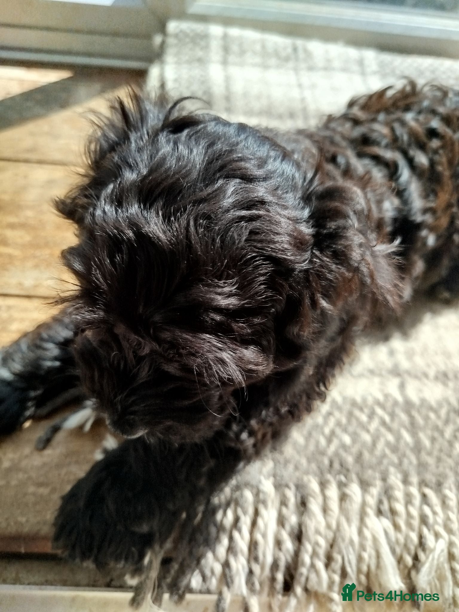 Cockapoo dogs  Cockerpoo f2 Ready to leave (3 girls+2 boys - Advert 2