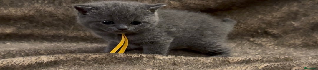 British Shorthair Kitten 2