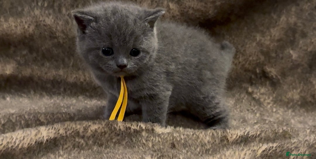 British Shorthair cats for sale: Gorgeous GCCF registered BSH last girl available  - Image 8