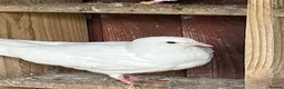 Doves birds for sale: fantails white doves  - Advert 2