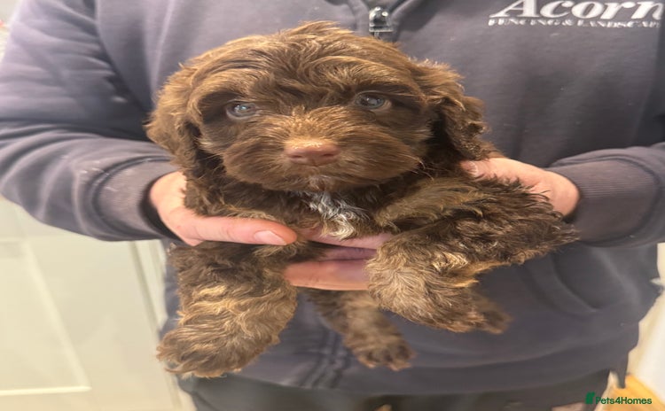 Cockapoo dogs Cockapoos  - Advert 1