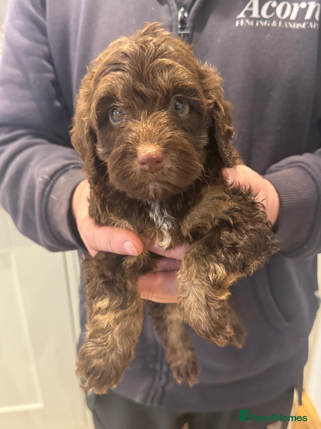 Cockapoo dogs for sale: Cockapoos  - Advert 1