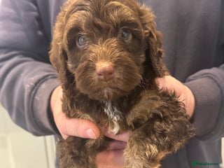 Cockapoo dogs for sale: Cockapoos - Advert 1