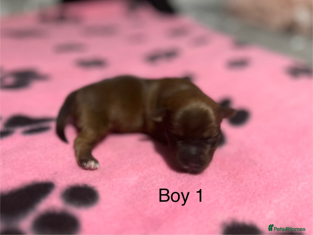 Yorkshire Terrier dogs for sale: Yorkshire Terrier puppies - Image 3
