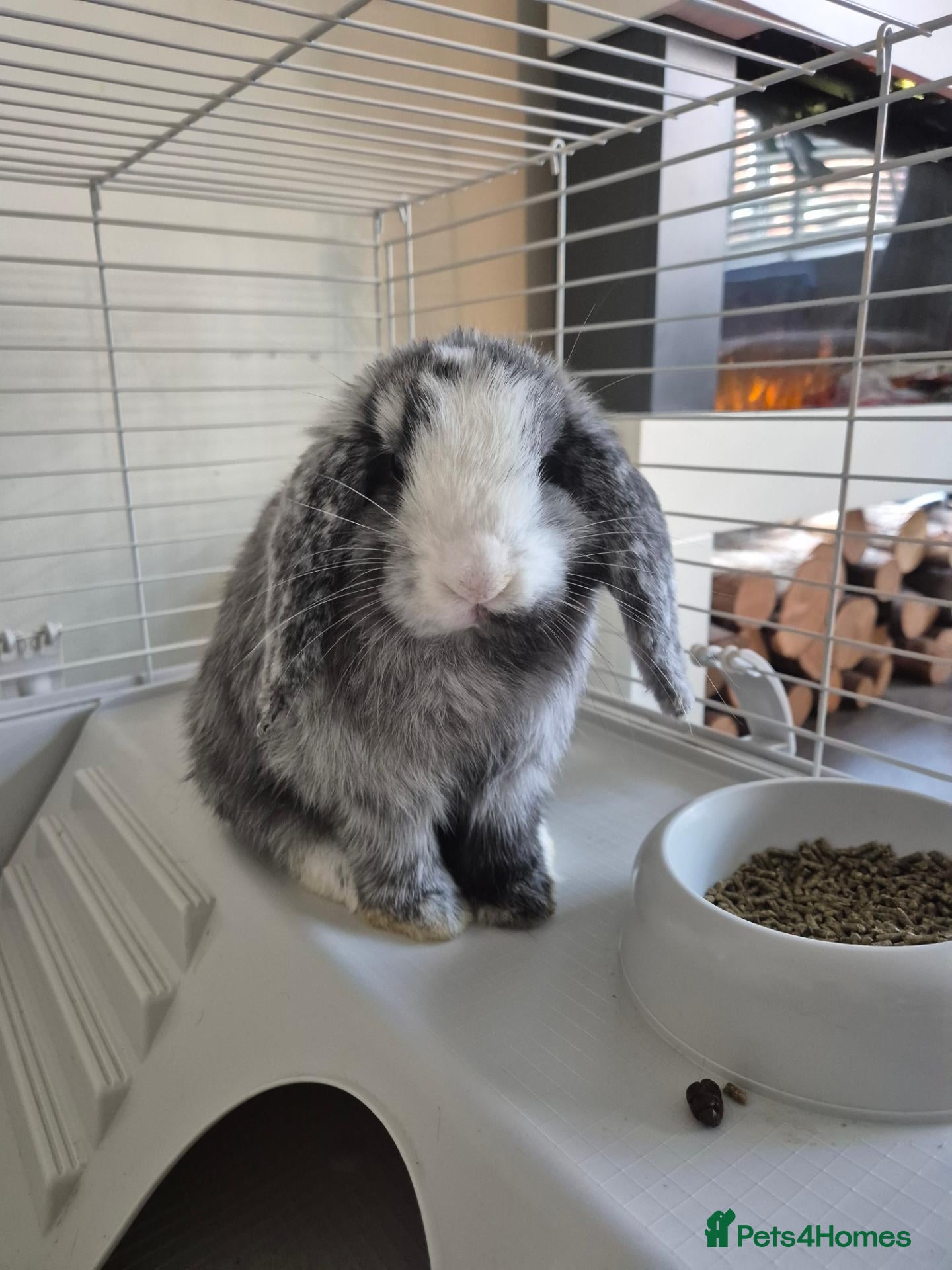 Mini Lion Lop rabbits Mini lop male  - Advert 17