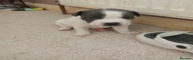 Mixed Breed 5