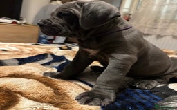 Cane Corso dogs for sale:  Pure breed Cane Corso  Puppies Looking for Homes  - Image 13