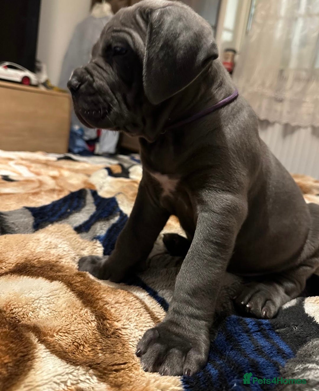 Cane Corso dogs for sale:  Pure breed Cane Corso  Puppies Looking for Homes  - Image 13