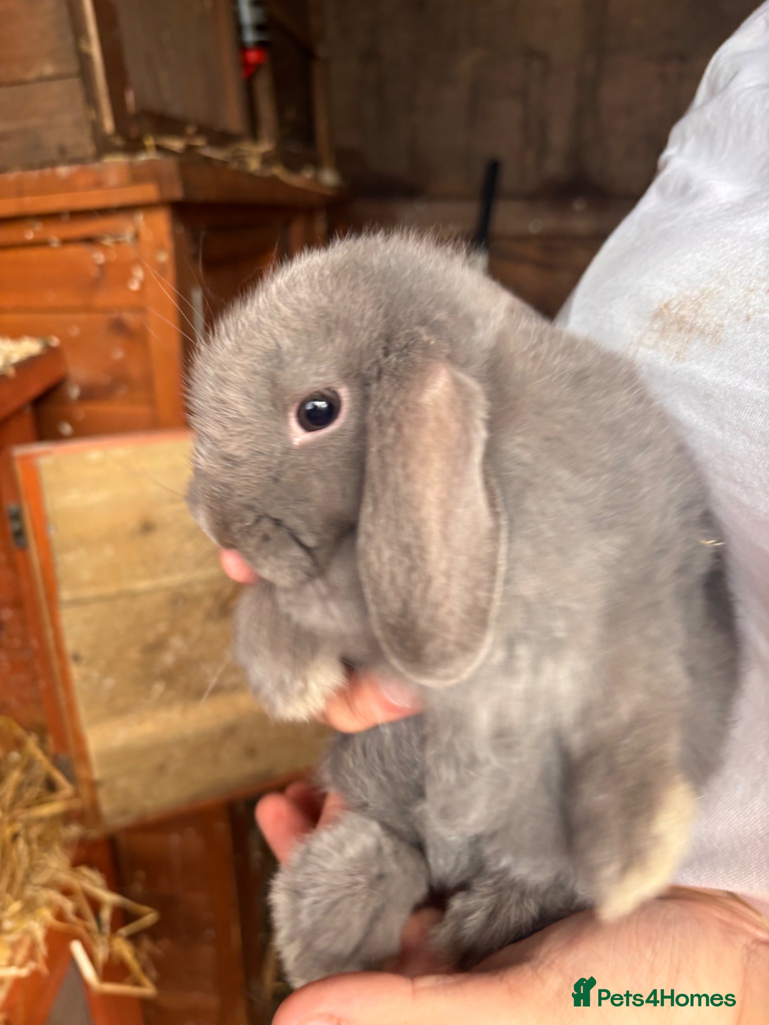 Mini Lop rabbits for sale: 2 beautiful baby’s rabbits for sale  - Advert 7