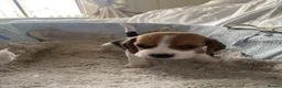 Beagle dogs for sale: KC Reg Pure Pedigree champ Beagle  - Advert 16