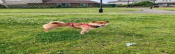 Japanese Shiba Inu dogs for sale: Boy shiba inu  - Advert 2