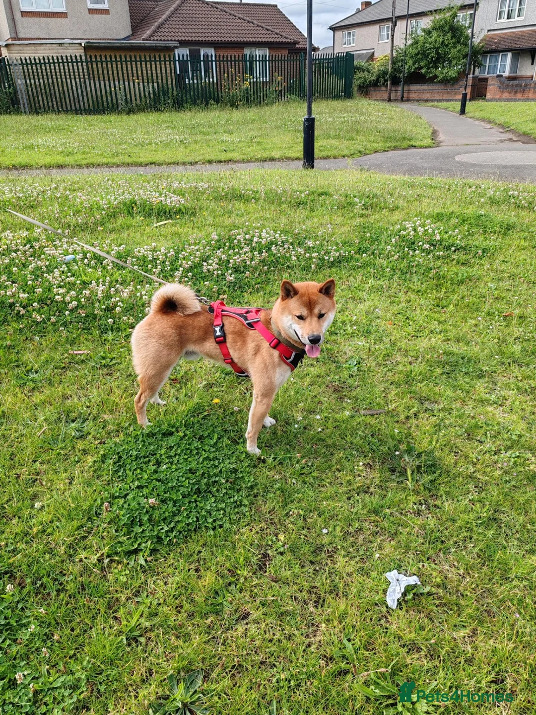 Japanese Shiba Inu dogs for sale: Boy shiba inu  - Advert 2