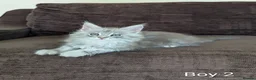 Maine Coon cats for sale: Male Maine Coon Kittens  in Alfreton - Advert 11