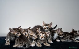 Bengal cats for sale: Gorgeous kittens, Wild-Patterned, Stunning Looks - Image 11