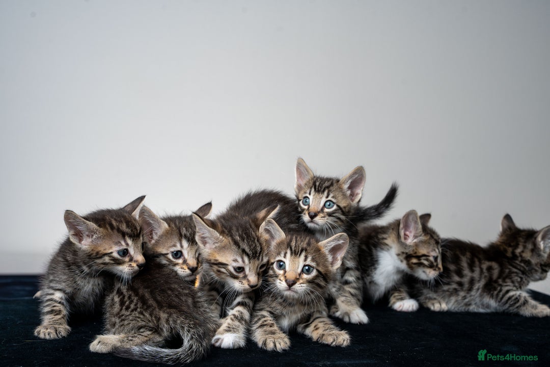 Bengal cats for sale: Gorgeous kittens, Wild-Patterned, Stunning Looks - Image 11
