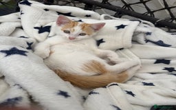 Mixed Breed cats for sale: Kittens - Image 3
