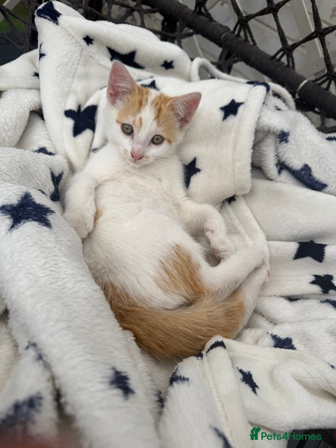 Mixed Breed cats for sale: Kittens - Image 3