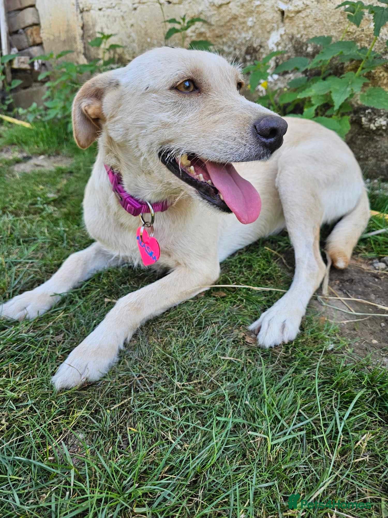 Mixed Breed dogs ALASKA–LOYAL, LOVING COMPANION YOUR ONE AND ONLY!  - Advert 6