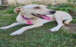 Mixed Breed dogs for sale: ALASKA–LOYAL, LOVING COMPANION YOUR ONE AND ONLY!  - Image 2