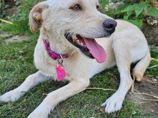 Mixed Breed dogs - Advert 4