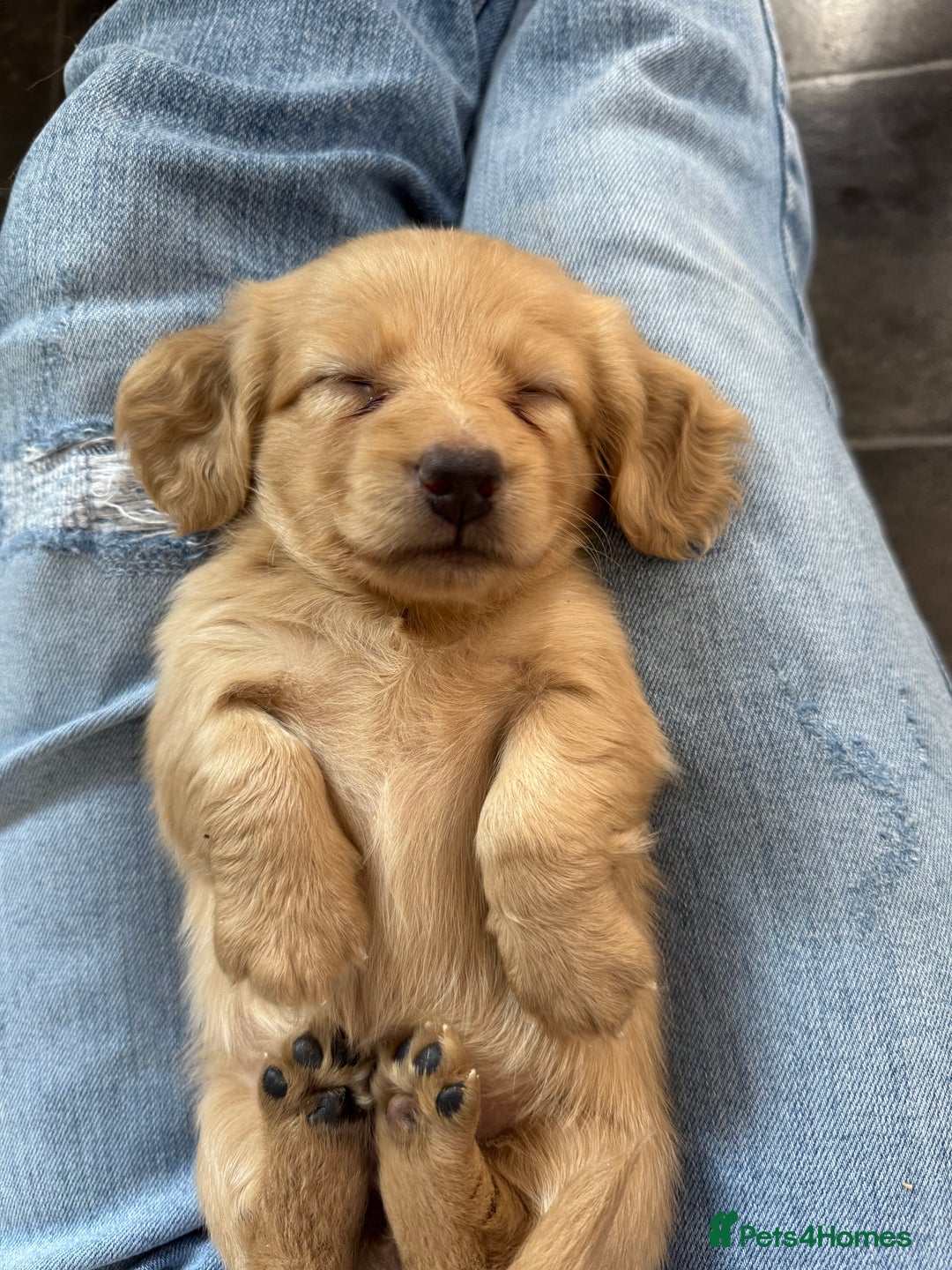 Miniature Dachshund dogs for sale: Cream&Shaded KC reg. PRA clear 4 weeks old - Image 16