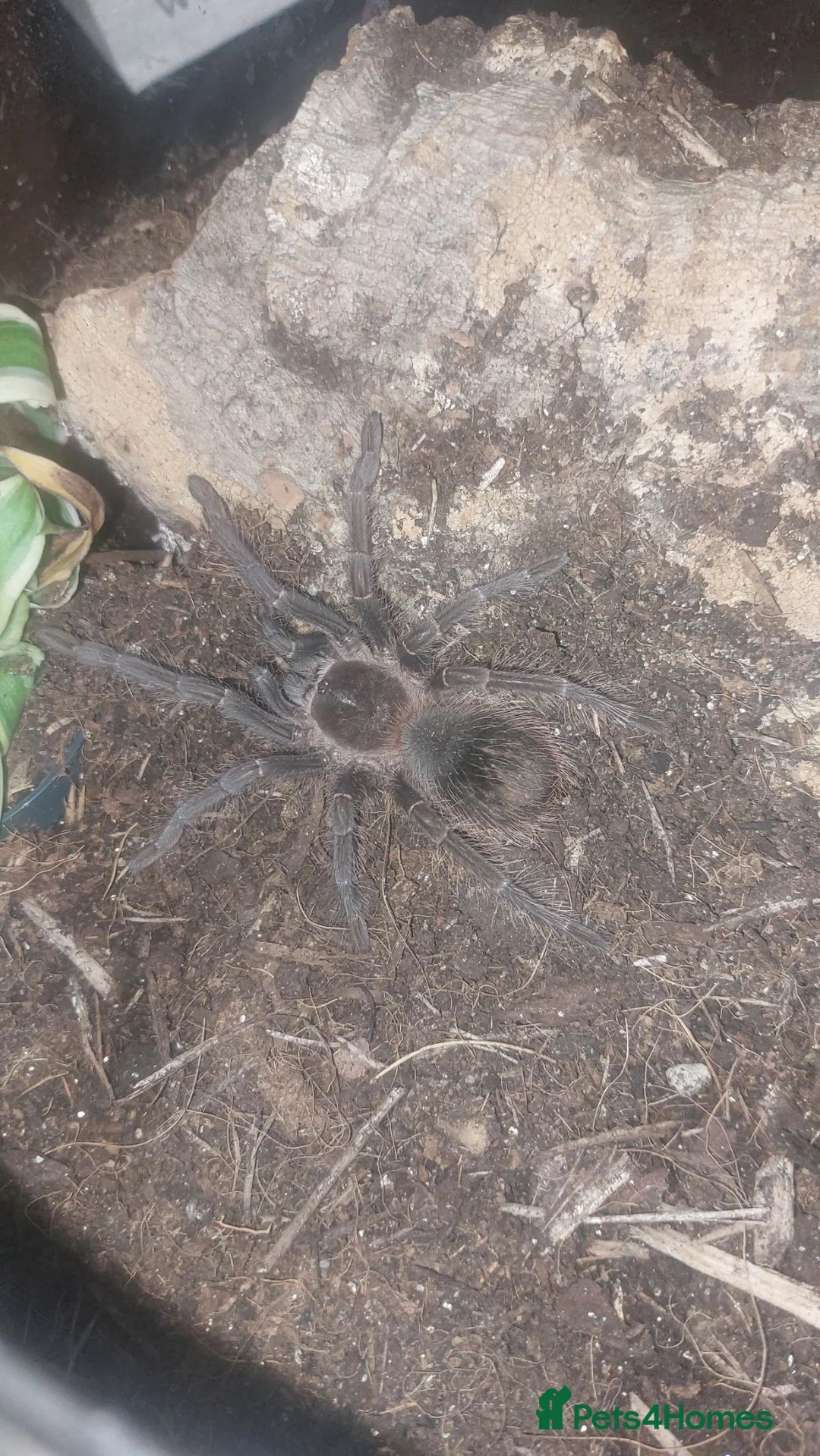 Tarantulas invertebrates for sale: Unsexed Turantulas  in Winchester - Advert 1