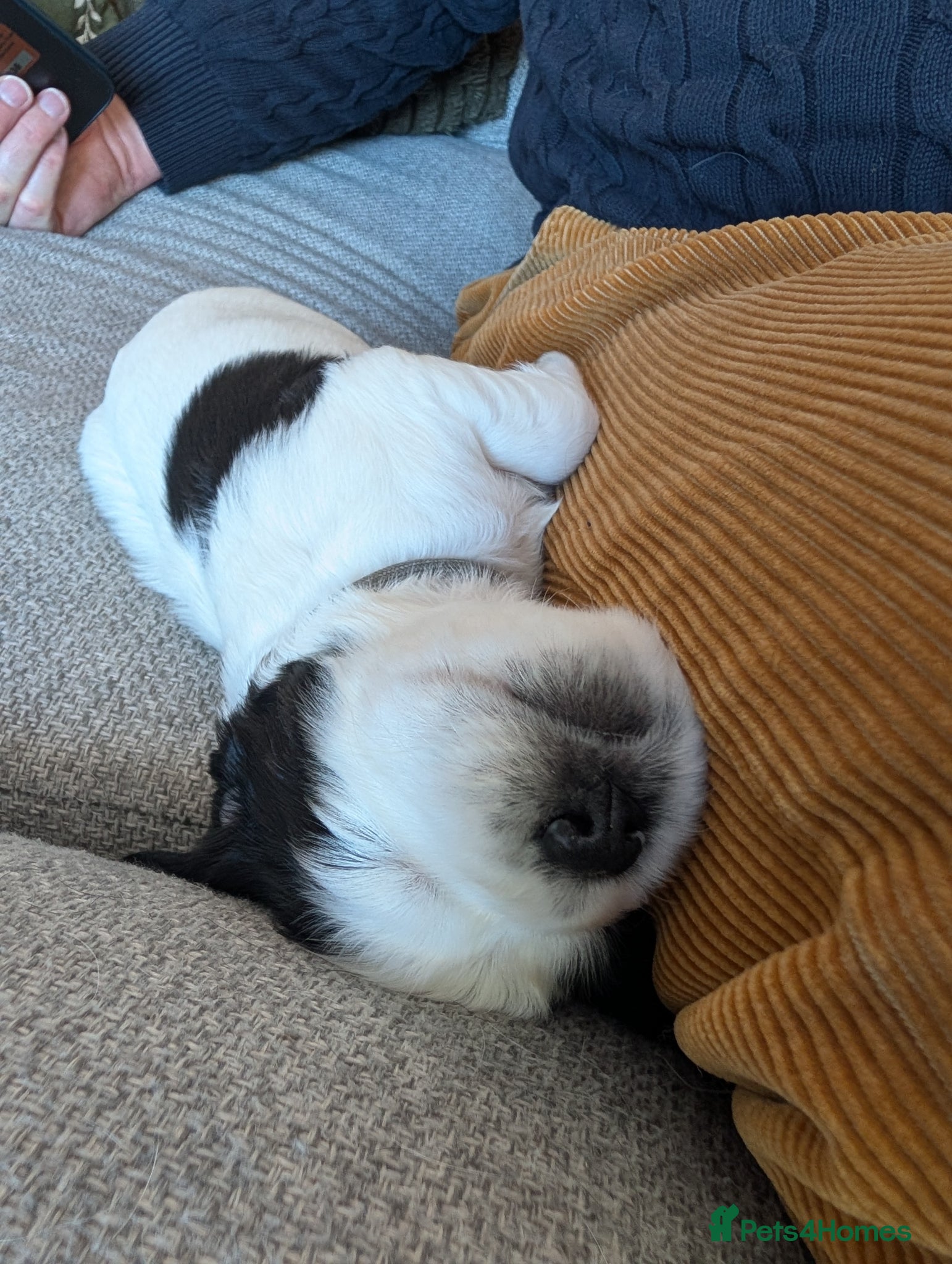 Sprocker dogs Beautiful litter of 11 Sprockers- only 4 available - Advert 2