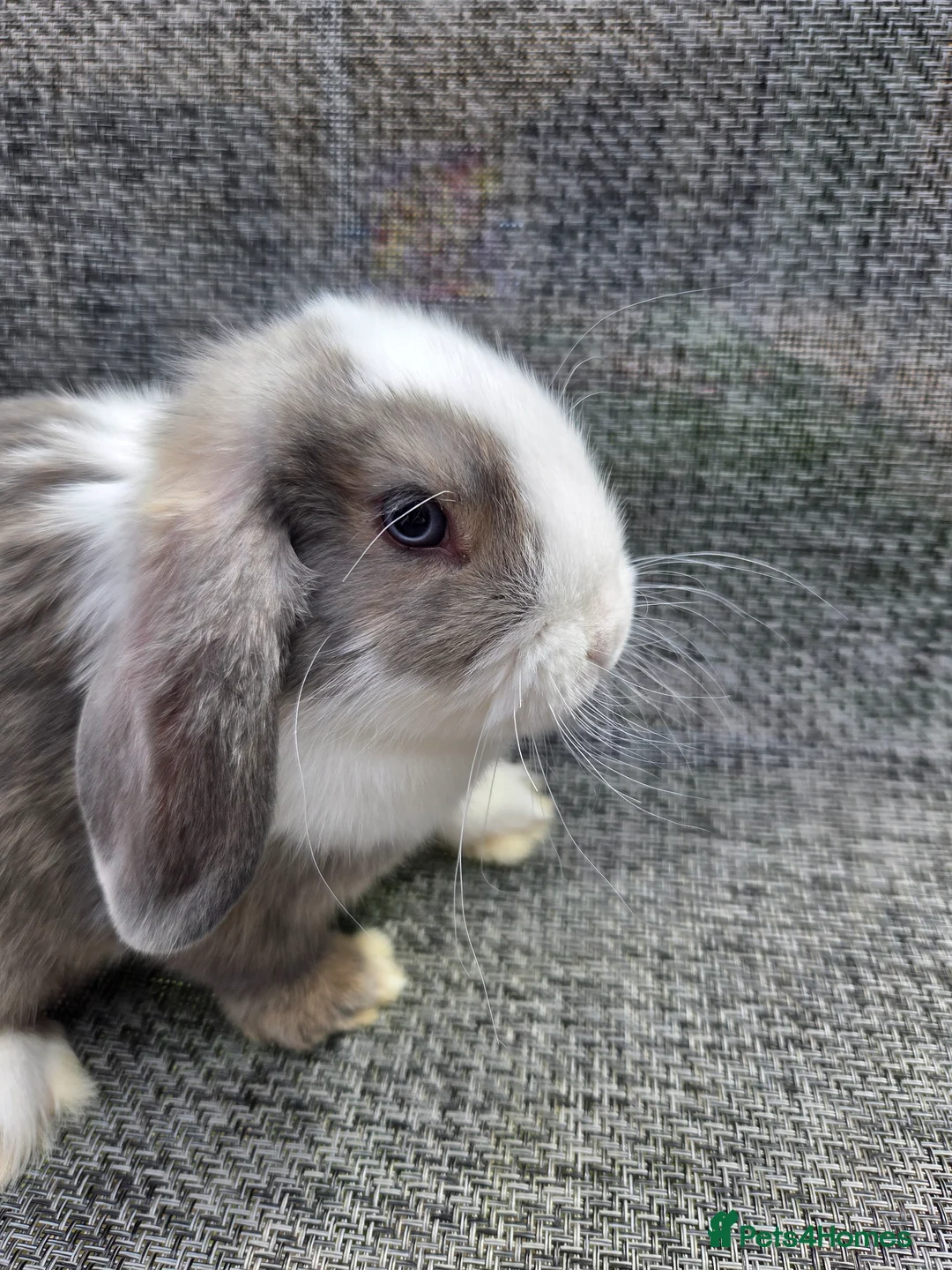 Mini Lop rabbits for sale:  mini lops for sale - Advert 1