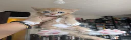Mixed Breed cats for sale: 2 beautiful ginger kittens in Northwood - Advert 4