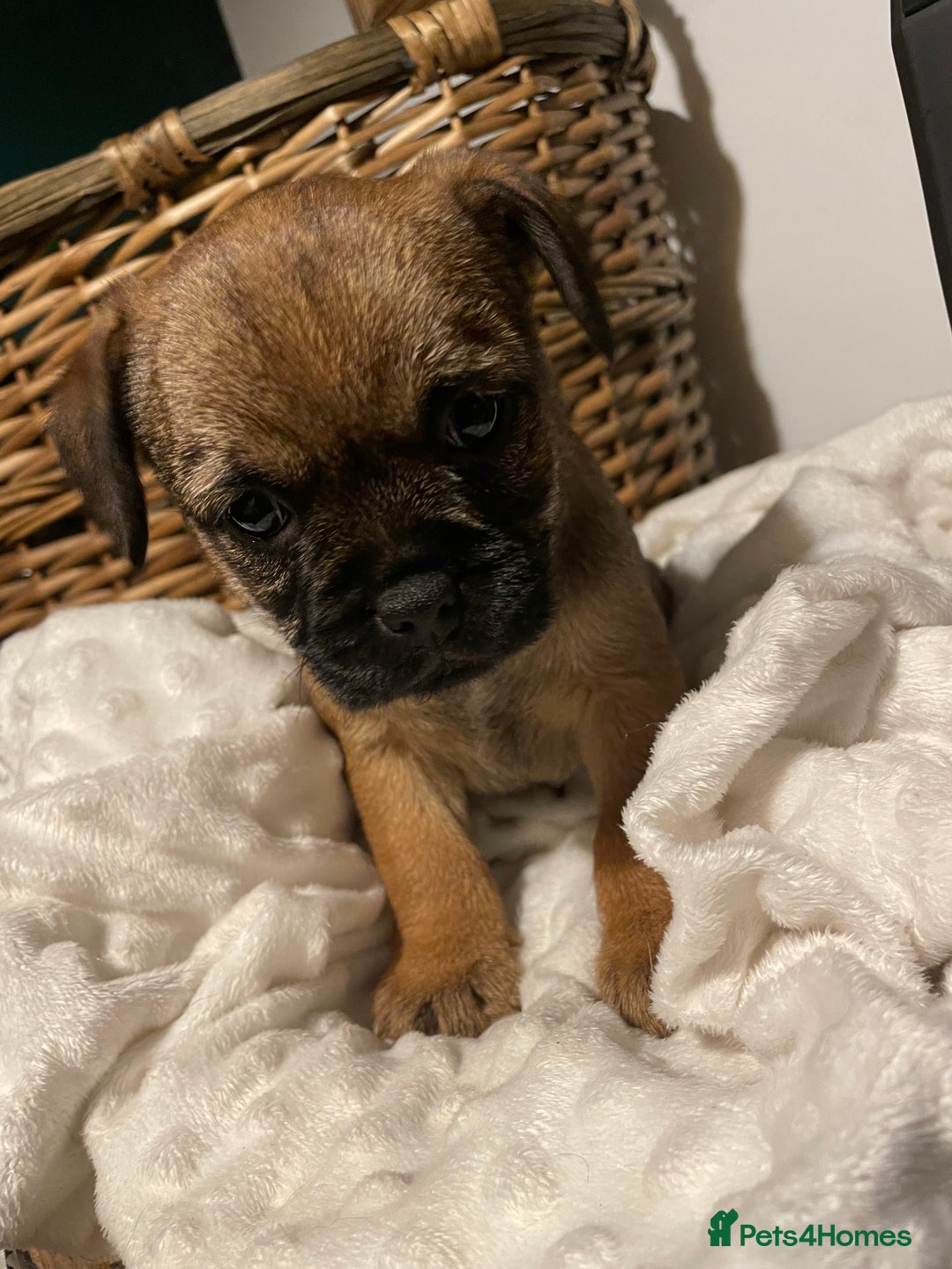 Border Terrier dogs for sale: 5 star BORDER TERRIERS PUP KC REG/SLEM CLEAR - Advert 6