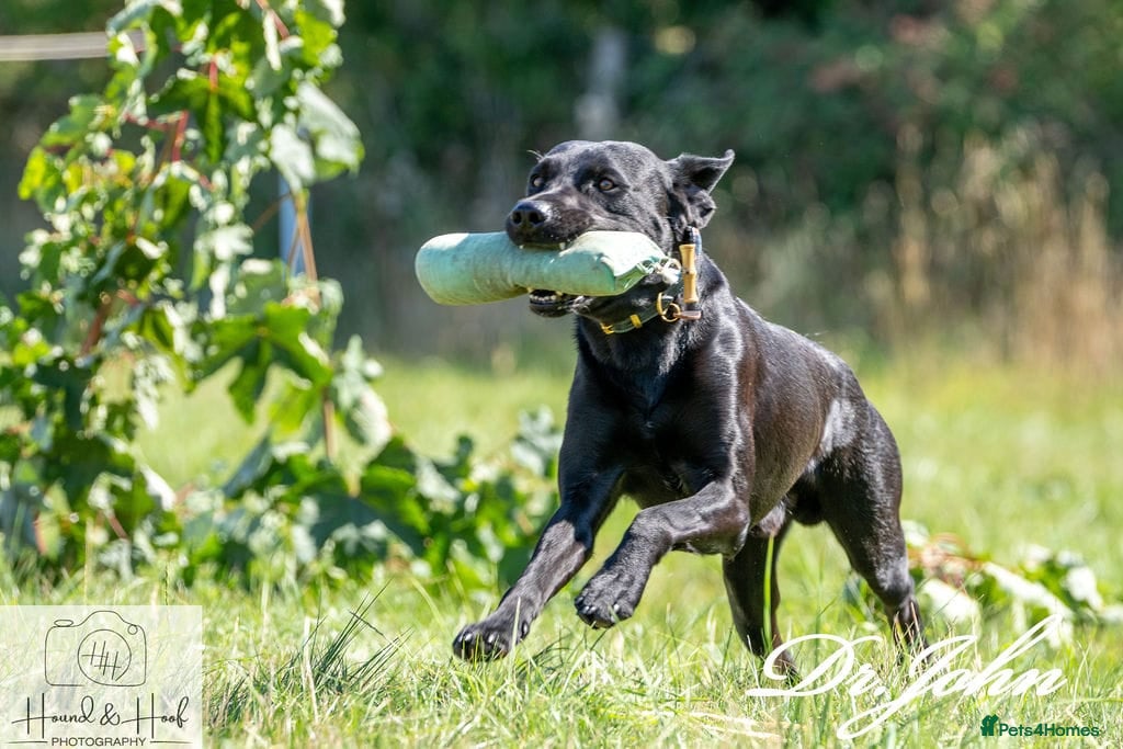Labrador Retriever dogs for sale: Beautiful litter of Labrador puppies  - Advert 4