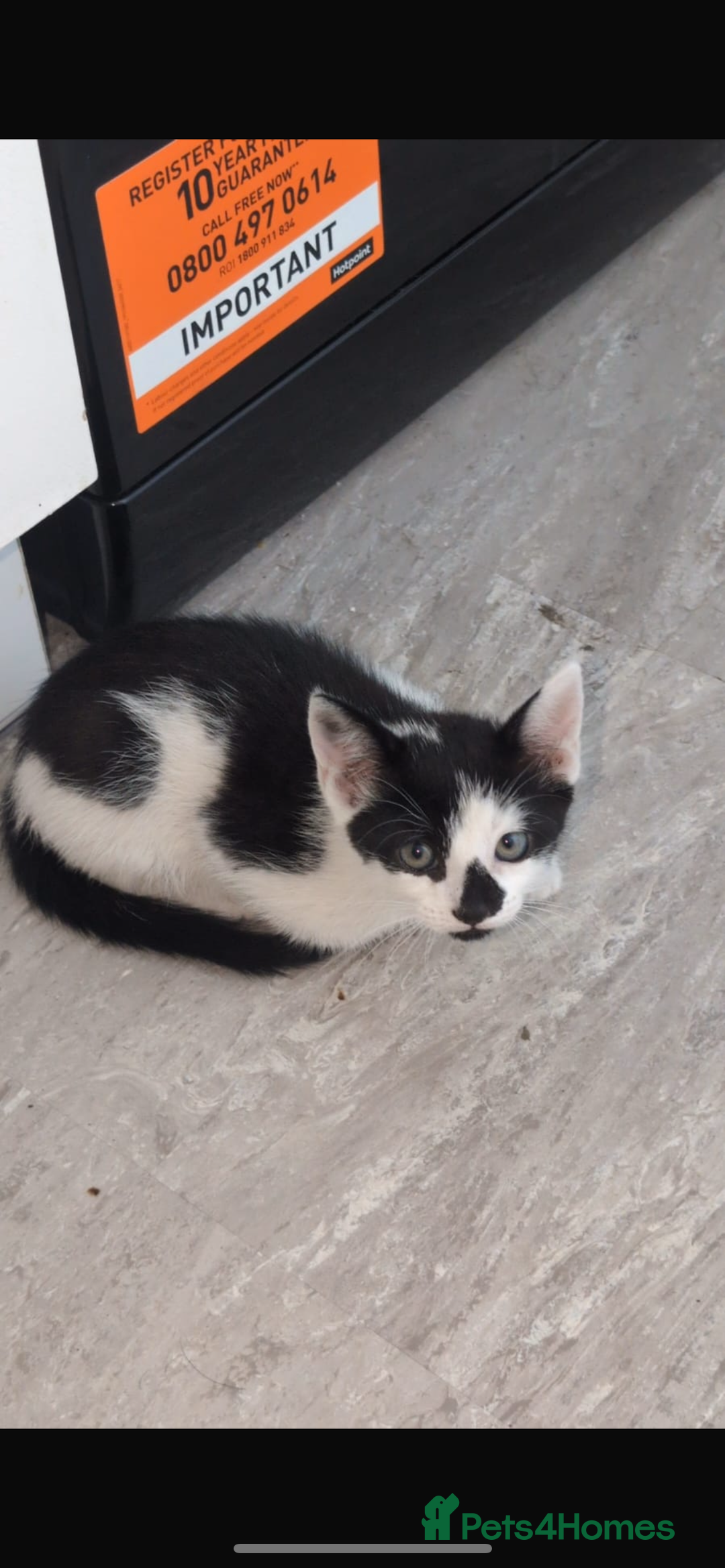 Brazilian Shorthair cats for sale: 6 Week Old Male kittens - Image 3