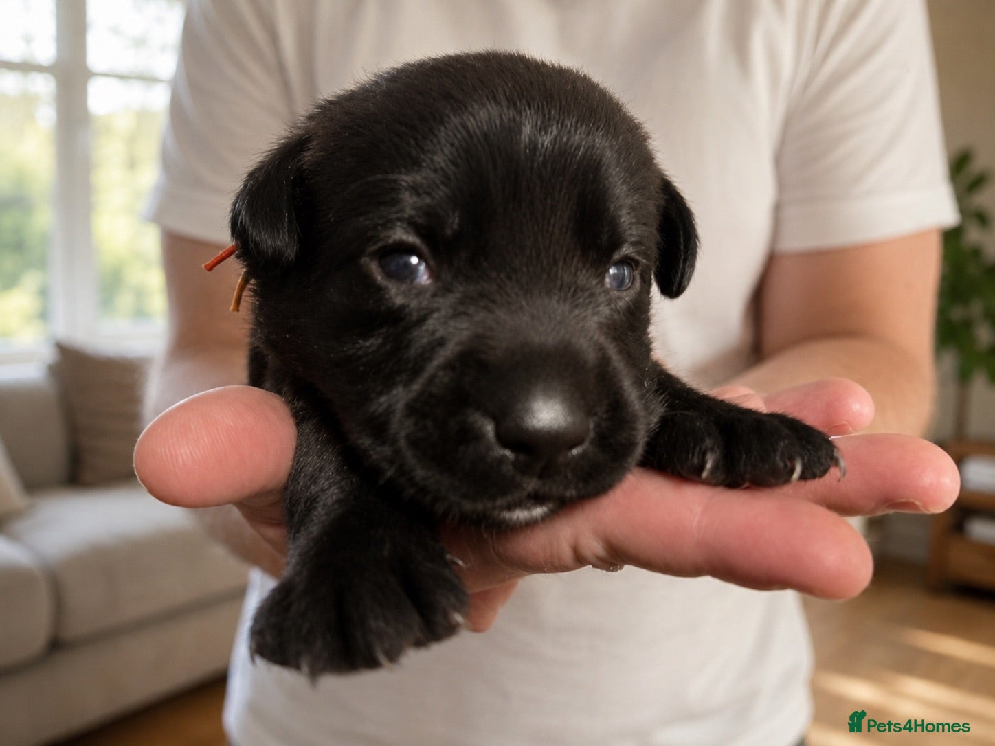Labrador Retriever dogs Labrador cross Boxerdore puppies  - Advert 2
