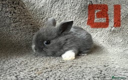 Mixed Breed rabbits for sale: Mini Dutch lops  - Image 4