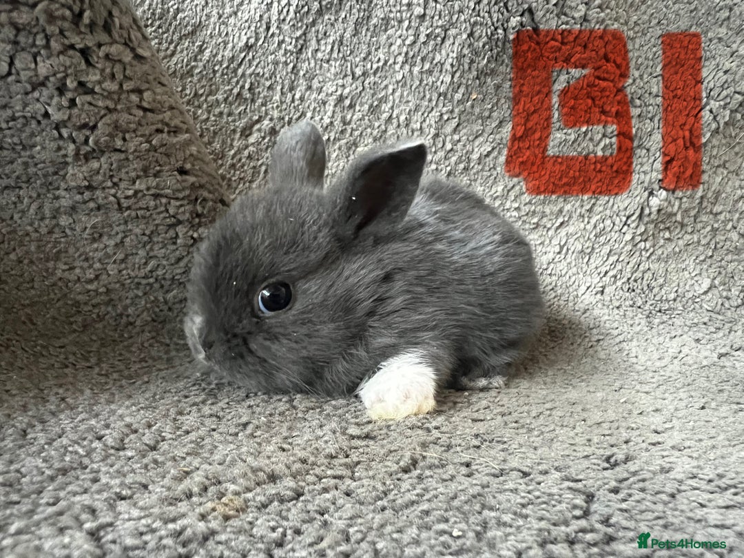 Mixed Breed rabbits for sale: Mini Dutch lops  - Image 4