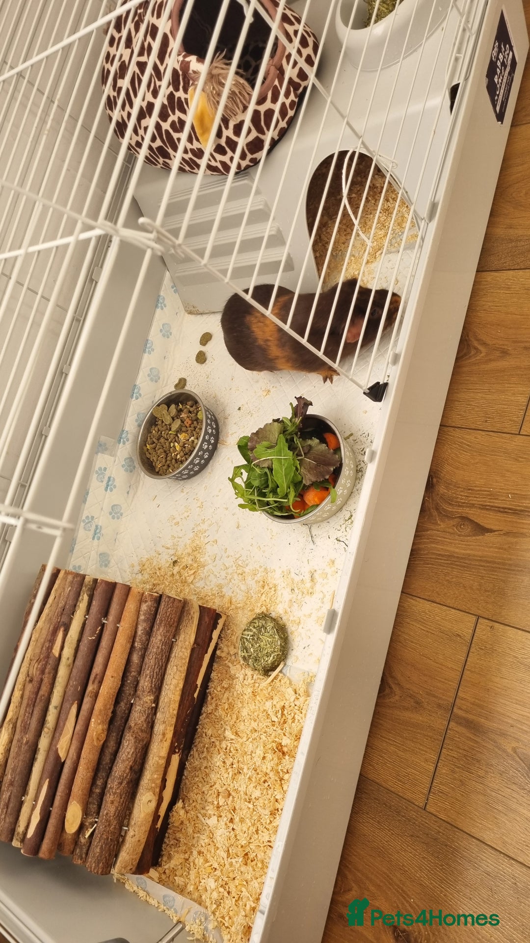 Guinea Pig rodents for sale: Two male guinea pigs for sale - Advert 4