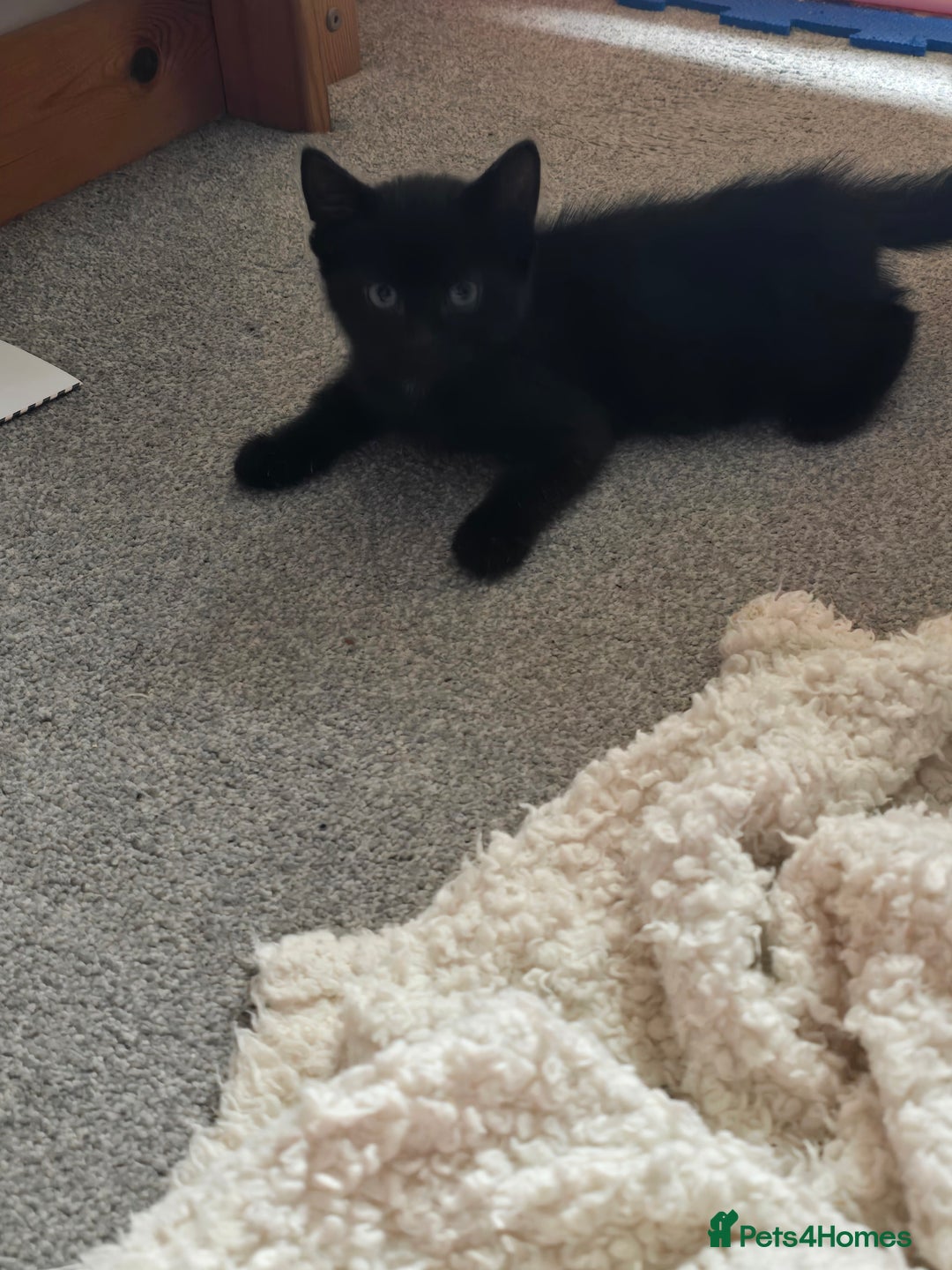 Mixed Breed cats for sale: Kittens looking for loving homes  - Advert 8