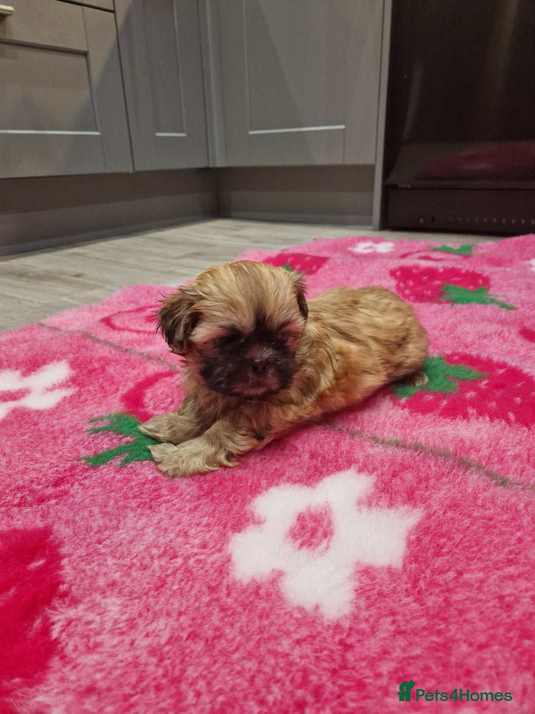 Shih Tzu dogs for sale: Shih Tzu Puppies - Advert 10