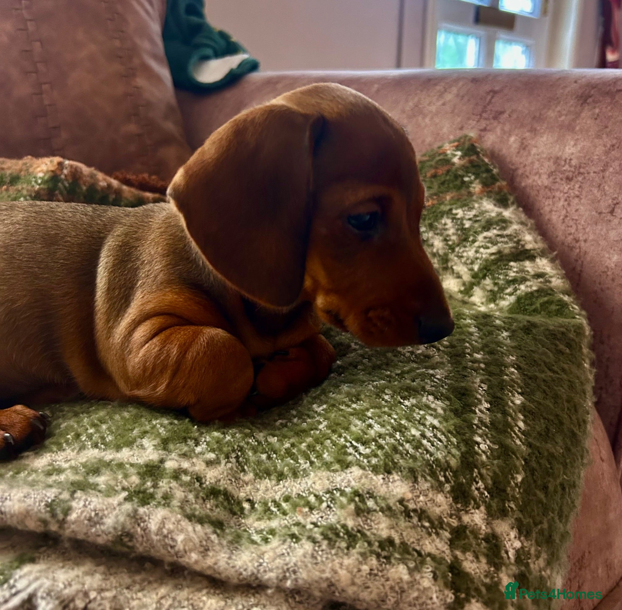 Miniature Dachshund dogs  miniature dachshund  - Advert 1