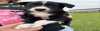 Border Collie 3