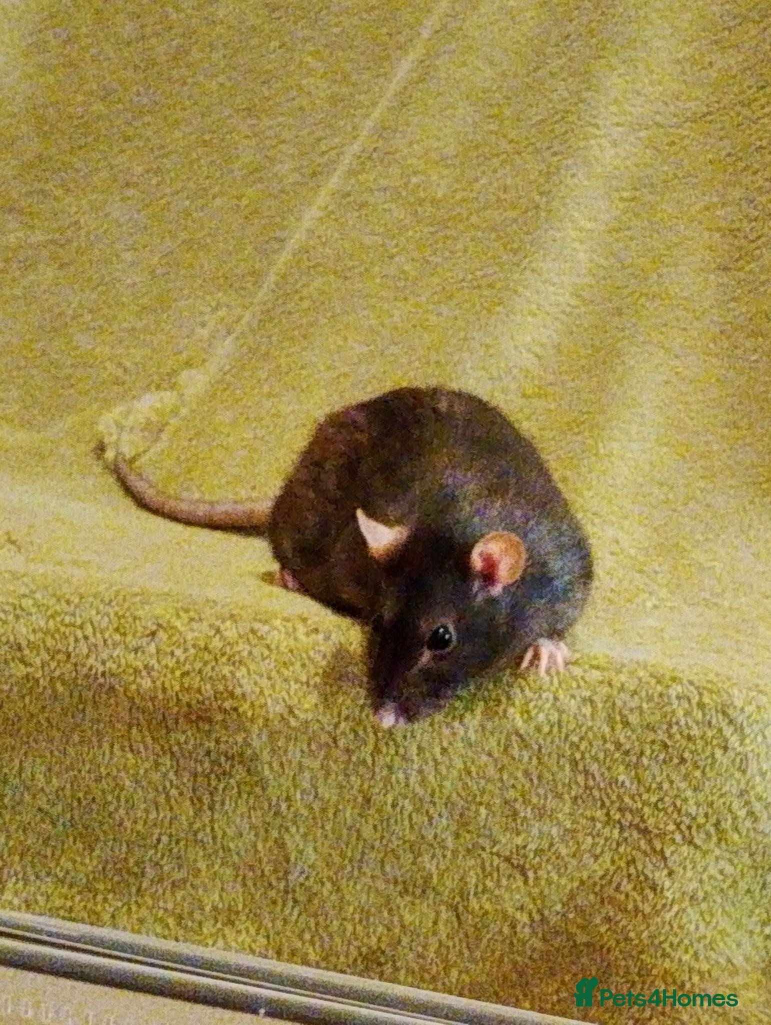 Rat rodents Gentle and Feisty Older Lady Rat for Nice Home - Advert 2