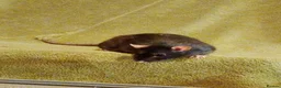 Rat rodents for sale: Gentle and Feisty Older Lady Rat for Nice Home in Glasgow - Advert 1