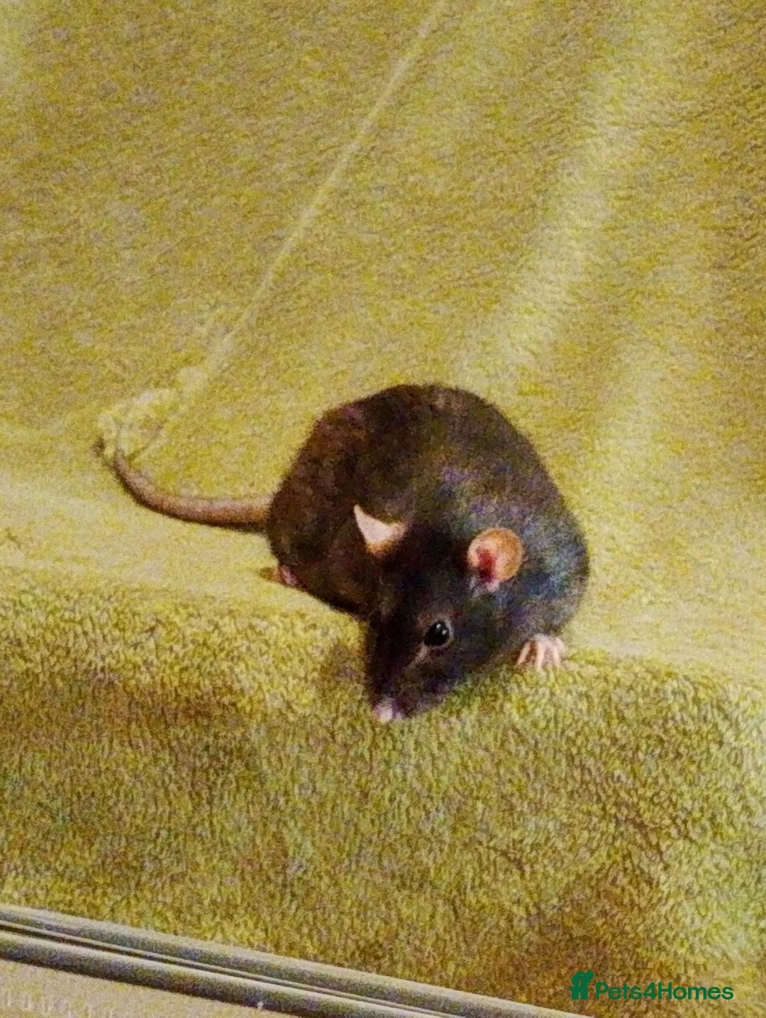 Rat rodents for sale: Gentle and Feisty Older Lady Rat for Nice Home in Glasgow - Advert 1